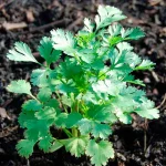 Koriander - Cilantro Samen – Bild 2