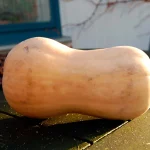 Butternut Kürbis