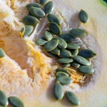 Steirischer Ölkürbis Samen – Bild 2