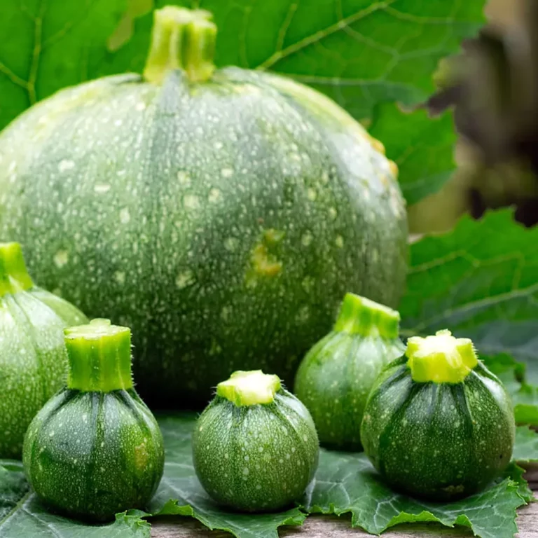 Zucchini Tondi Ola Redonda