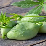 Inka-Gurke Samen – Bild 4