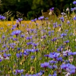 Kornblume Samen – Bild 2