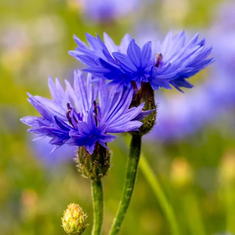Kornblume Blüte