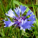 Kornblume Samen – Bild 4