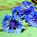 Kornblumen Blüten