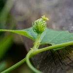 Explodiergurke Samen – Bild 2