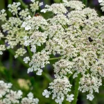 Wilde Möhre Blüten