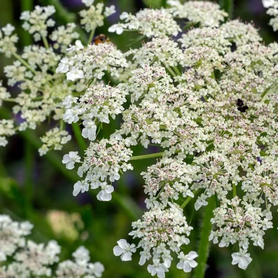 Wilde Möhre Blüten