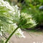 Wilde Möhre Samen – Bild 4