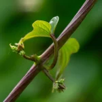 Chinesische Yamswurzel Pflanze – Bild 2