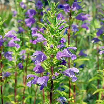 Drachenkopf Blüte