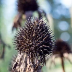 Echinacea Samenstände