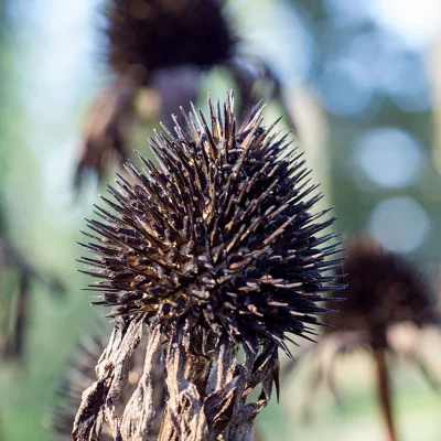 Echinacea Samenstände