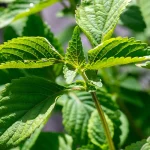 Vietnamesische Melisse Samen – Bild 2
