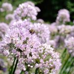 Englischer Lauch 'Iden Croft', Rosa Schnittknoblauch Pflanze – Bild 2