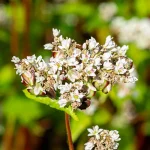 Buchweizen Samen – Bild 2