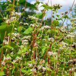 Buchweizen Samen – Bild 3