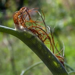 Bronzefenchel Samen – Bild 2