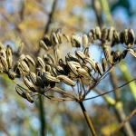 Gewürzfenchel Samen – Bild 4