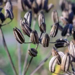 Gewürzfenchel Samen – Bild 3