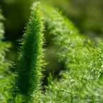 Gewürzfenchel