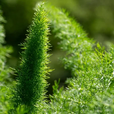 Gewürzfenchel