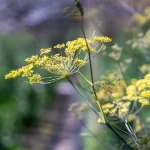 Gewürzfenchel Samen