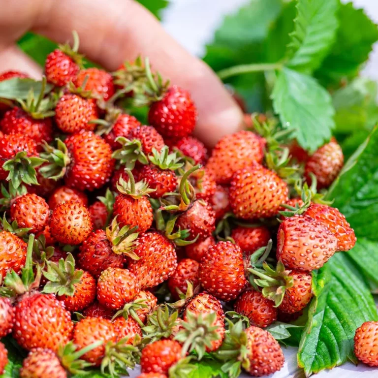 Walderdbeeren