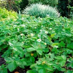 Walderdbeere Pflanze – Bild 5
