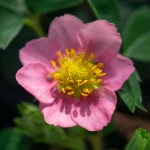Erdbeere 'Rubra', rotblühend Pflanze – Bild 2