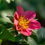 Rote Erdbeere Rubra Blüte