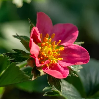 Rote Erdbeere Rubra Blüte