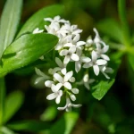 Waldmeister Blüte
