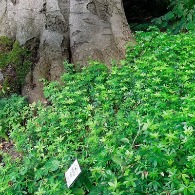 Waldmeister am Waldesrand