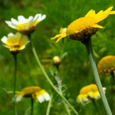 Speisechrysantheme Blüte