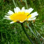 Speisechrysantheme Samen – Bild 2
