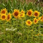 Sonnenblume Samen – Bild 2