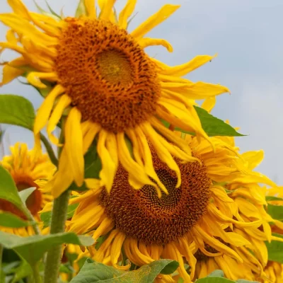 Sonnenblume Blüten