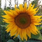 Sonnenblume Samen – Bild 3