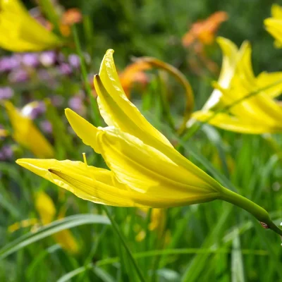 Frühe Wiesentaglilie