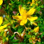 Johanniskraut Samen – Bild 2