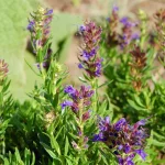 Bergysop Pflanze – Bild 2