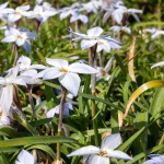 Frühlingsstern, Sternblume Pflanze – Bild 2
