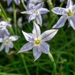 Frühlingsstern Blüten