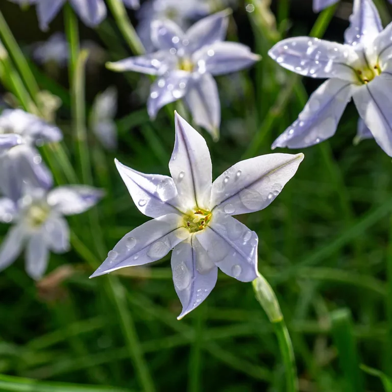 Frühlingsstern Blüten