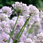 Englischer Lauch 'Iden Croft', Rosa Schnittknoblauch Pflanze