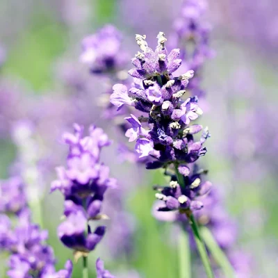 Lavendel Hidcote Blute Blüte
