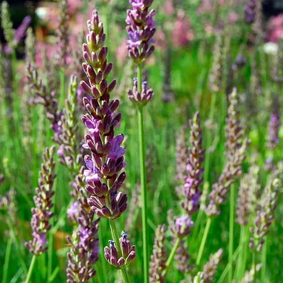 Lavendel Maillette Blüte