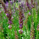 Lavendel 'Maillette' Pflanze – Bild 2