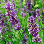 Lavendel 'Siesta' Pflanze – Bild 2